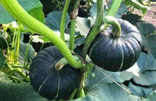 求网红吃瓜视频  第2张