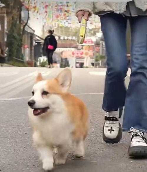 大狗最新爆料新闻视频,最新爆料新闻视频深度解析  第2张