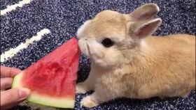 小兔吃瓜视频在线观看免费,欢乐无限，免费观看，畅享夏日  第2张